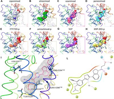 Competitive Binding of Ozanimod and Other Sphingosine 1-Phosphate Receptor Modulators at Receptor Subtypes 1 and 5